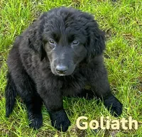 Goliath, a male Golden Retriever and Labrador Retriever for sale in Rochester, NY – 3 of 6