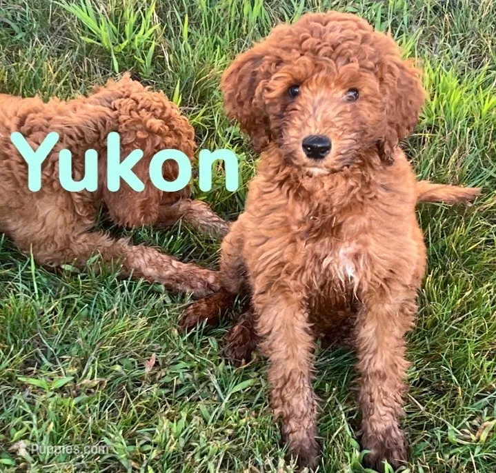 Yukon – Miniature Goldendoodle puppy for sale in Rochester, NY