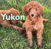 Yukon, a male Miniature Goldendoodle for sale in Rochester, NY – 1 of 9