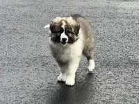 Zsa Zsa, a female Australian Shepherd and Great Pyrenees for sale in Rochester, NY – 9 of 10