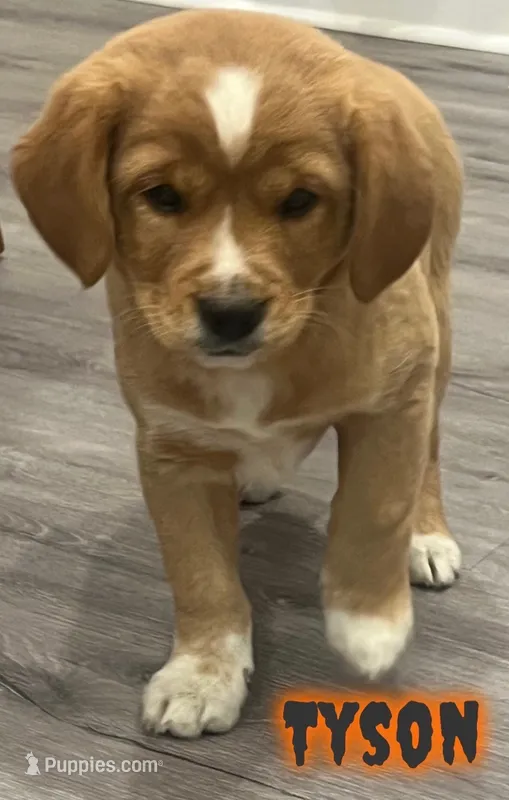 Tyson, a male Cavalier King Charles Spaniel for sale in Rochester, NY – 1 of 6