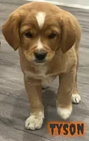 Tyson, a male Cavalier King Charles Spaniel for sale in Rochester, NY – 1 of 6