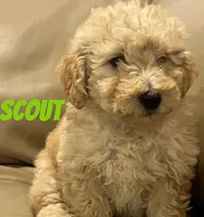 Scout, a male Miniature Bernedoodle and Miniature Labradoodle for sale in Rochester, NY – 2 of 6