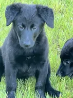 Millie, a female Golden Retriever and Labrador Retriever for sale in Rochester, NY – 8 of 9