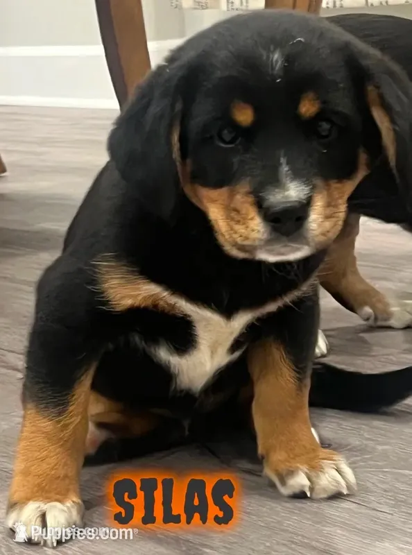 Silas , a male Cavalier King Charles Spaniel for sale in Rochester, NY – 1 of 3