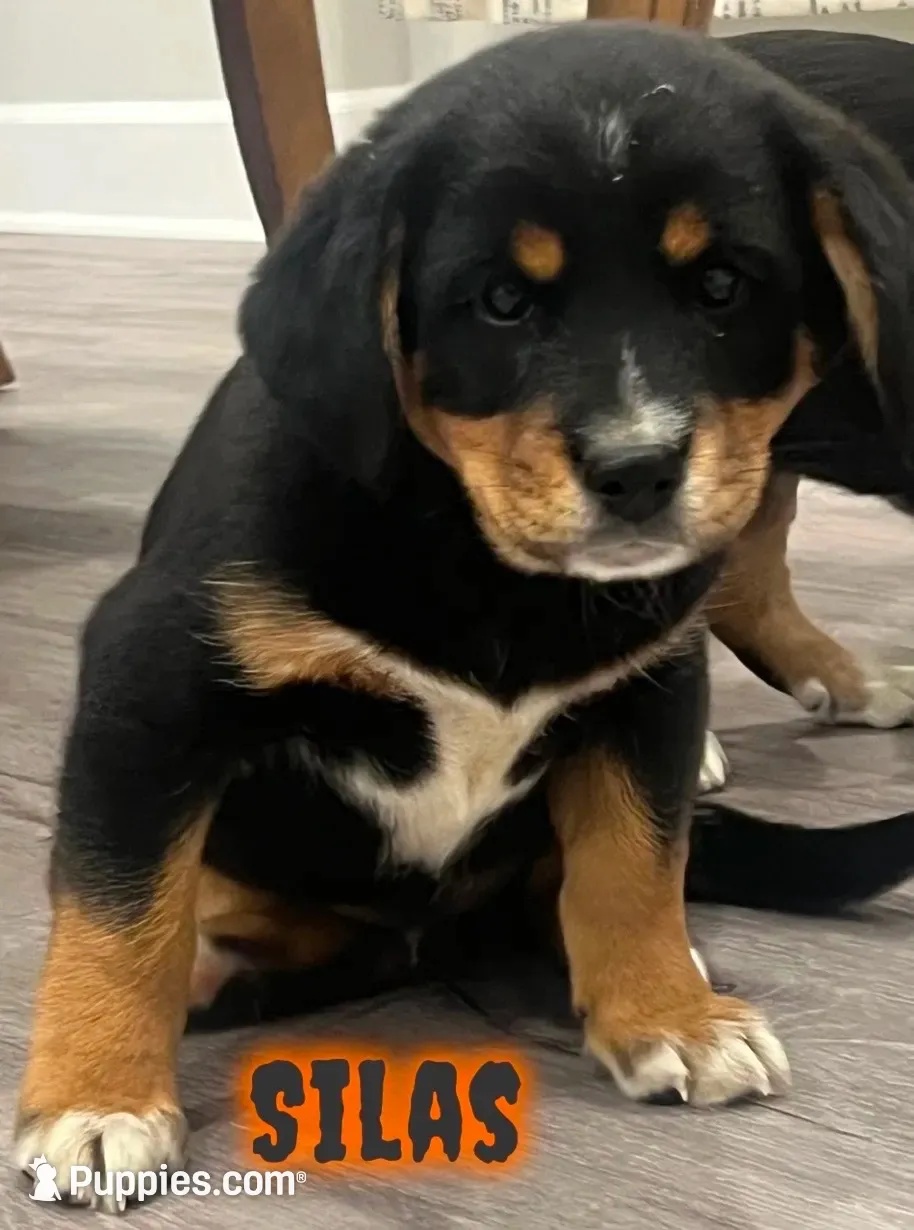 Silas , a male Cavalier King Charles Spaniel for sale in Rochester, NY – 1 of 3