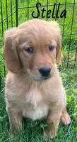 Stella, a female Golden Retriever for sale in Rochester, NY – 1 of 8