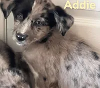 Addie, a female Australian Shepherd and Pomsky for sale in Rochester, NY – 6 of 7