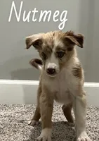 Nutmeg, a female Australian Shepherd for sale in Rochester, NY – 4 of 5