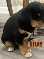 Silas , a male Cavalier King Charles Spaniel for sale in Rochester, NY – 2 of 3