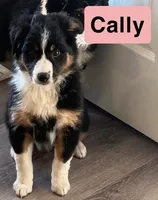 Cally, a female Australian Shepherd for sale in Rochester, NY – 5 of 6