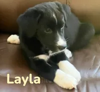 Layla, a female Australian Shepherd and Pomsky for sale in Rochester, NY – 6 of 9