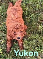 Yukon, a male Miniature Goldendoodle for sale in Rochester, NY – 5 of 9