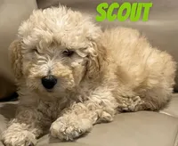 Scout, a male Miniature Bernedoodle and Miniature Labradoodle for sale in Rochester, NY – 3 of 6