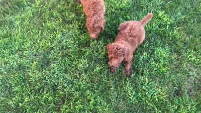 Yukon, a male Miniature Goldendoodle for sale in Rochester, NY – 9 of 9