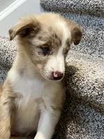 Nutmeg, a female Miniature Australian Shepherd for sale in Rochester, NY – 3 of 6