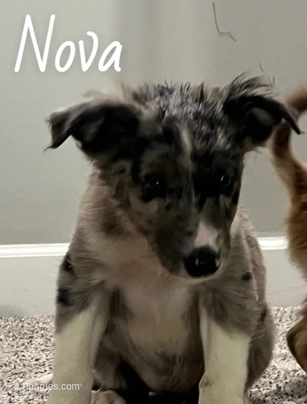Nova  – Australian Shepherd puppy for sale in Rochester, NY