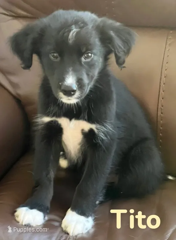Tito – Australian Shepherd, Pomsky puppy for sale in Rochester, NY