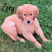 Zoey, a female Golden Retriever for sale in Rochester, NY – 7 of 8