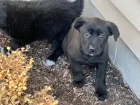 Blaze , a male Australian Shepherd and Golden Retriever for sale in Rochester, NY – Photo 5 of 6
