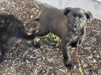Blaze , a male Australian Shepherd and Golden Retriever for sale in Rochester, NY – Photo 6 of 6