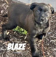 Blaze , a male Australian Shepherd and Golden Retriever for sale in Rochester, NY – Photo 3 of 6