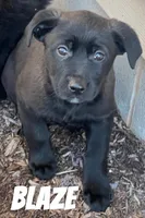 Blaze , a male Australian Shepherd and Golden Retriever for sale in Rochester, NY – Photo 2 of 6