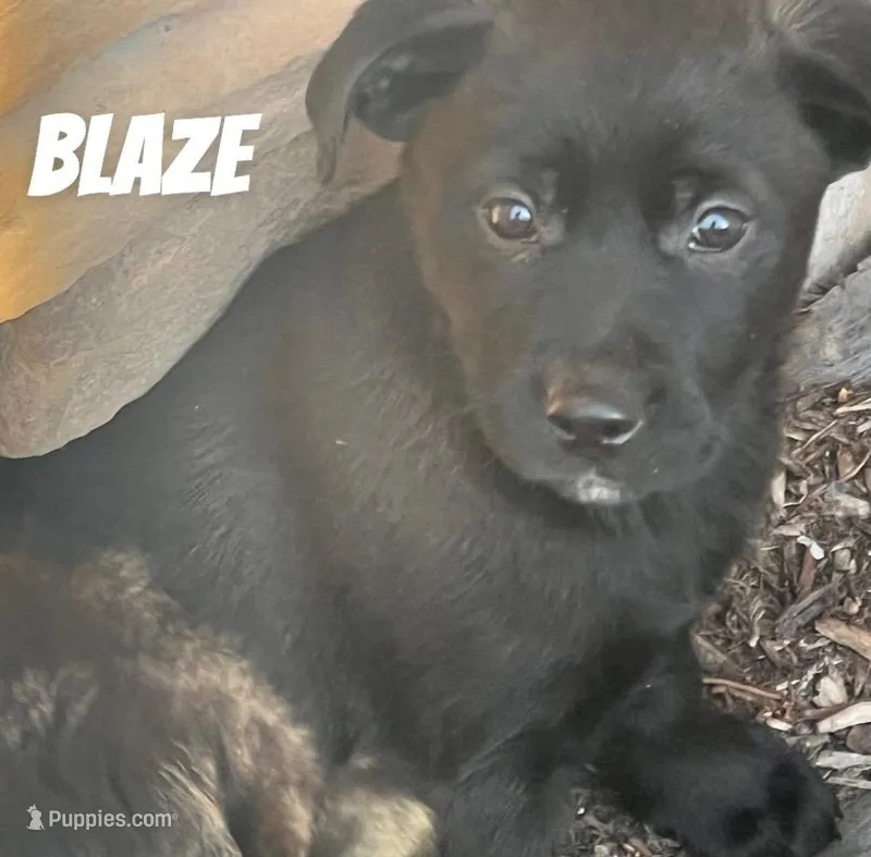 Blaze  – Australian Shepherd, Golden Retriever puppy for sale in Rochester, NY