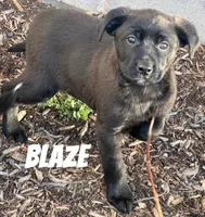 Blaze , a male Australian Shepherd and Golden Retriever for sale in Rochester, NY – Photo 4 of 6
