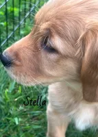 Stella, a female Golden Retriever for sale in Rochester, NY – 2 of 8
