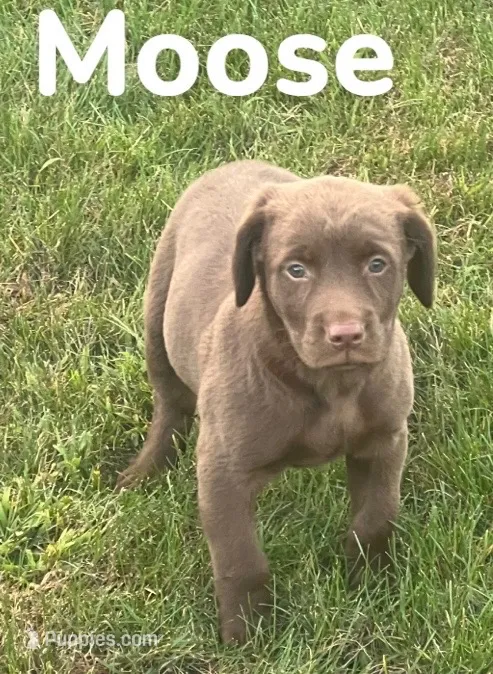 Moose – Labrador Retriever puppy for sale in Rochester, NY