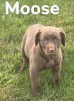 Moose, a male Labrador Retriever for sale in Rochester, NY – 1 of 9