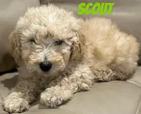 Scout, a male Miniature Bernedoodle and Miniature Labradoodle for sale in Rochester, NY – 4 of 6