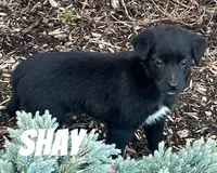 Shay, a female Australian Shepherd and Golden Retriever for sale in Rochester, NY – Photo 3 of 5
