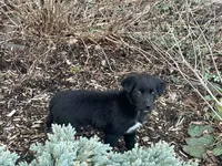 Shay, a female Australian Shepherd and Golden Retriever for sale in Rochester, NY – Photo 5 of 5