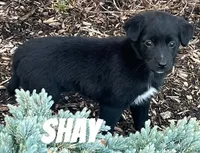 Shay, a female Australian Shepherd and Golden Retriever for sale in Rochester, NY – Photo 1 of 5
