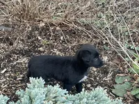 Shay, a female Australian Shepherd and Golden Retriever for sale in Rochester, NY – Photo 4 of 5