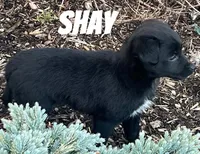 Shay, a female Australian Shepherd and Golden Retriever for sale in Rochester, NY – Photo 2 of 5