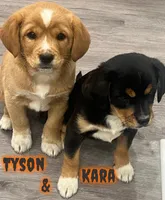 Tyson, a male Cavalier King Charles Spaniel for sale in Rochester, NY – 6 of 6
