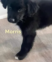Morris, a male Australian Shepherd and Pomsky for sale in Rochester, NY – 5 of 5
