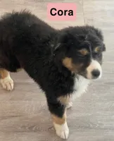 Cora, a female Australian Shepherd for sale in Rochester, NY – 3 of 4