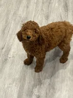 Chia, a female Miniature Goldendoodle for sale in Rochester, NY – 4 of 10