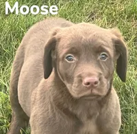 Moose, a male Labrador Retriever for sale in Rochester, NY – 2 of 9