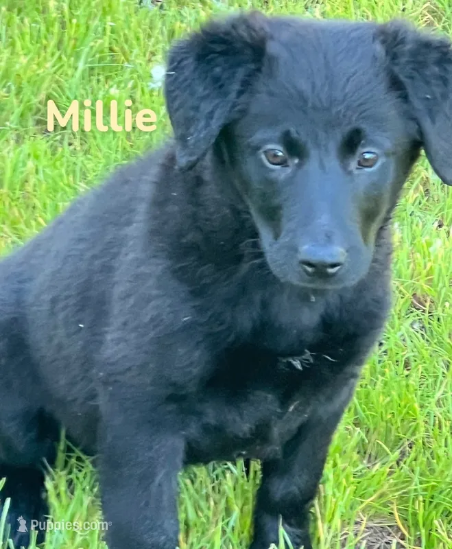 Millie – Golden Retriever, Labrador Retriever puppy for sale in Rochester, NY