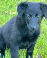 Millie, a female Golden Retriever and Labrador Retriever for sale in Rochester, NY – 1 of 9
