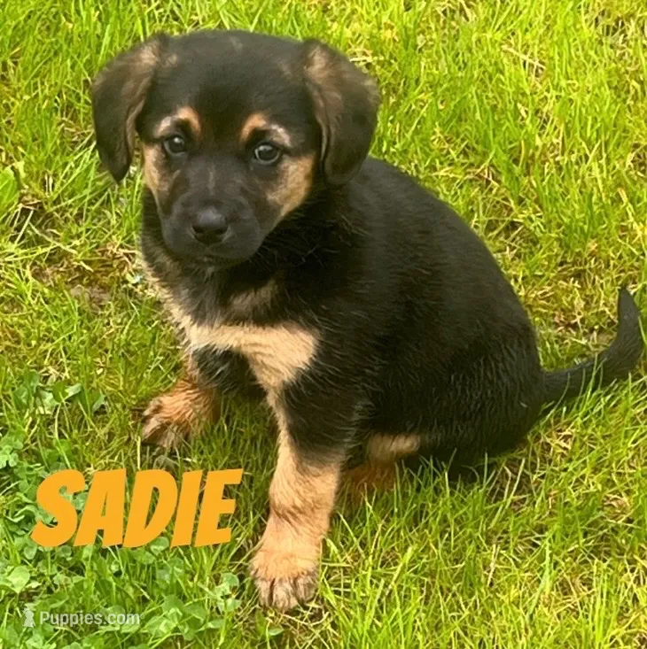 Sadie – German Shepherd Dog, Labrador Retriever puppy for sale in Rochester, NY