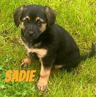 Sadie, a female German Shepherd Dog and Labrador Retriever for sale in Rochester, NY – 1 of 7