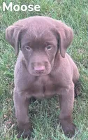 Moose, a male Labrador Retriever for sale in Rochester, NY – 9 of 9