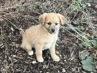 Rocky, a male Australian Shepherd and Golden Retriever for sale in Rochester, NY – Photo 4 of 5