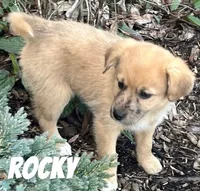 Rocky, a male Australian Shepherd and Golden Retriever for sale in Rochester, NY – Photo 2 of 5